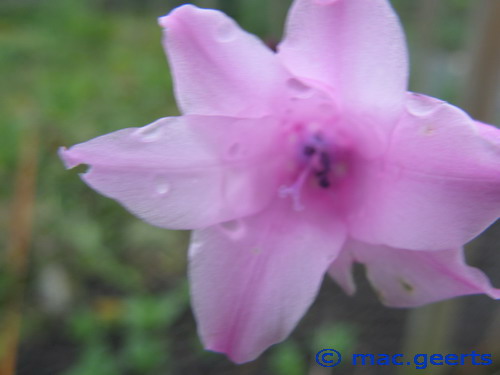 Dierama grandiflorum